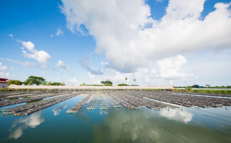  Bọt khí nano oxy tinh khiết – Bảo hiểm cho nuôi trồng thủy sản siêu thâm canh trước biến động môi trường